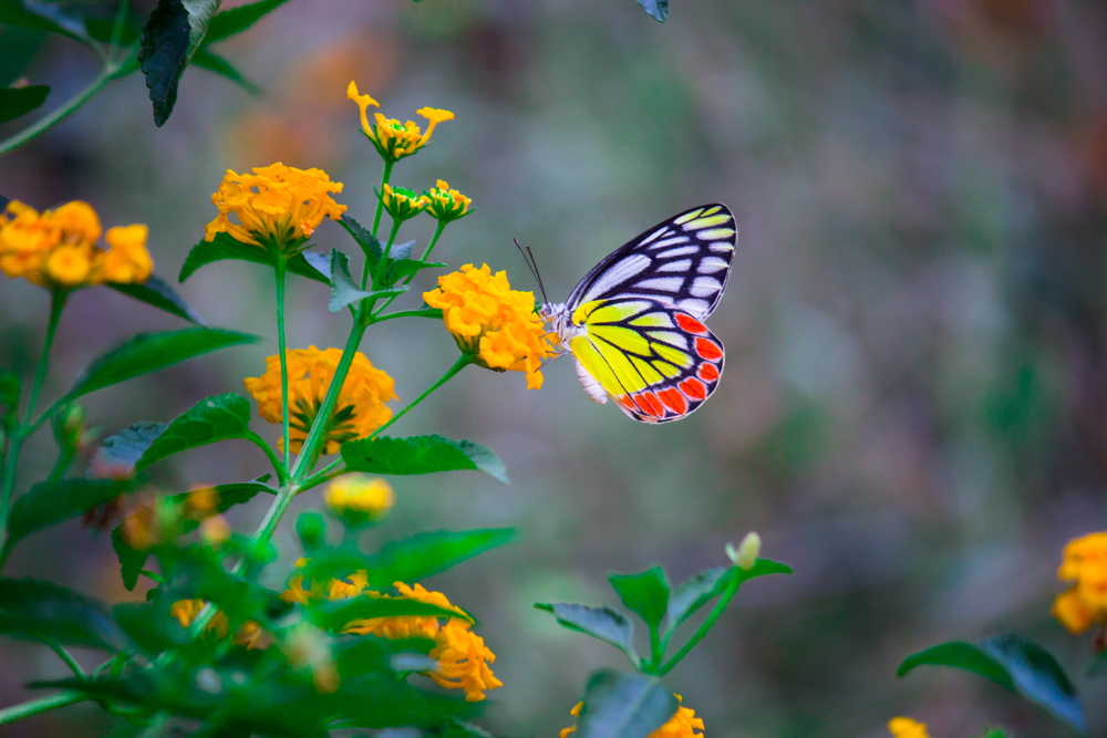 Colorful butterfly sitting on a yellow flower.