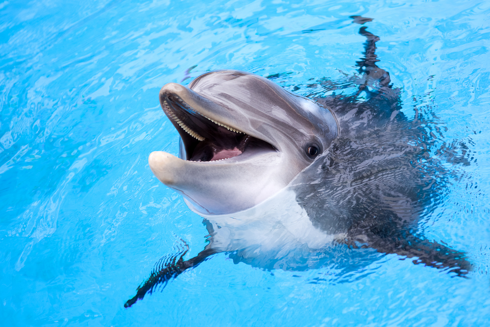 Dolphin smiling with its head sticking out of the water.
