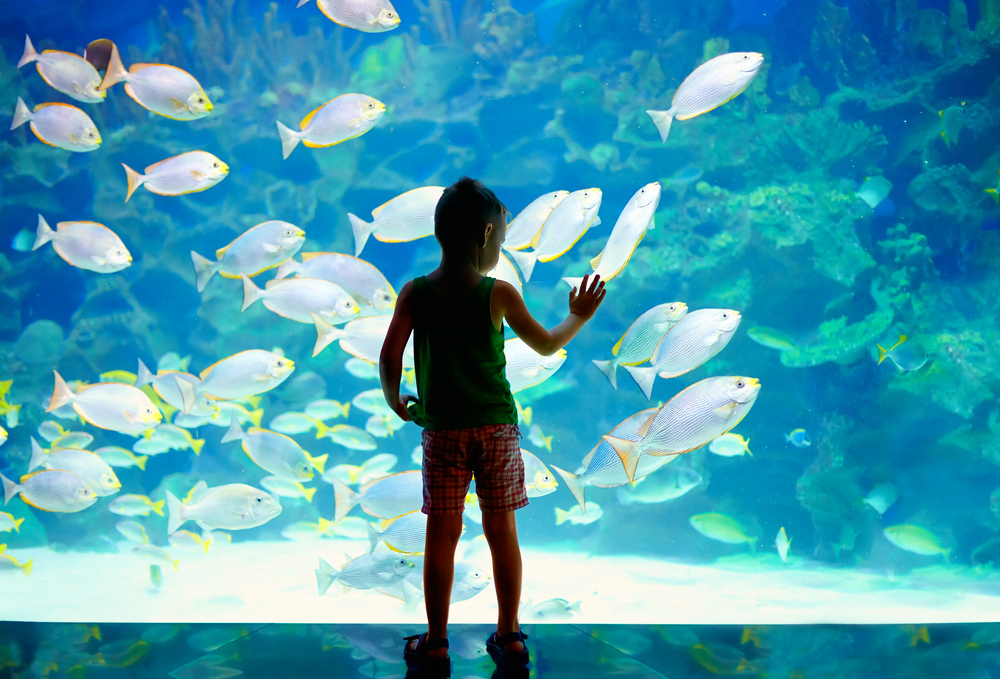 Child standing next to a giant fish tank with his hand on the tank