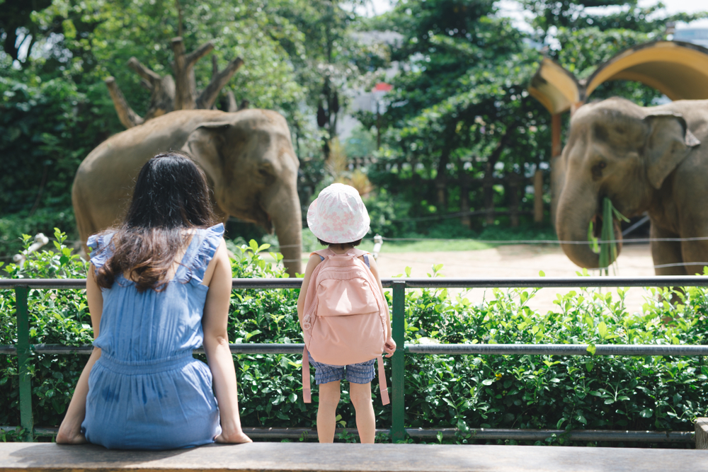 Child and mother at a zoo looking at elephants