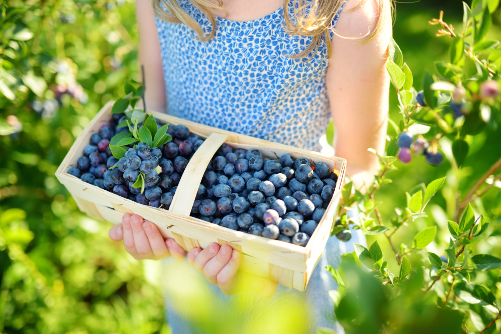 Girl holding a basket of blueberries