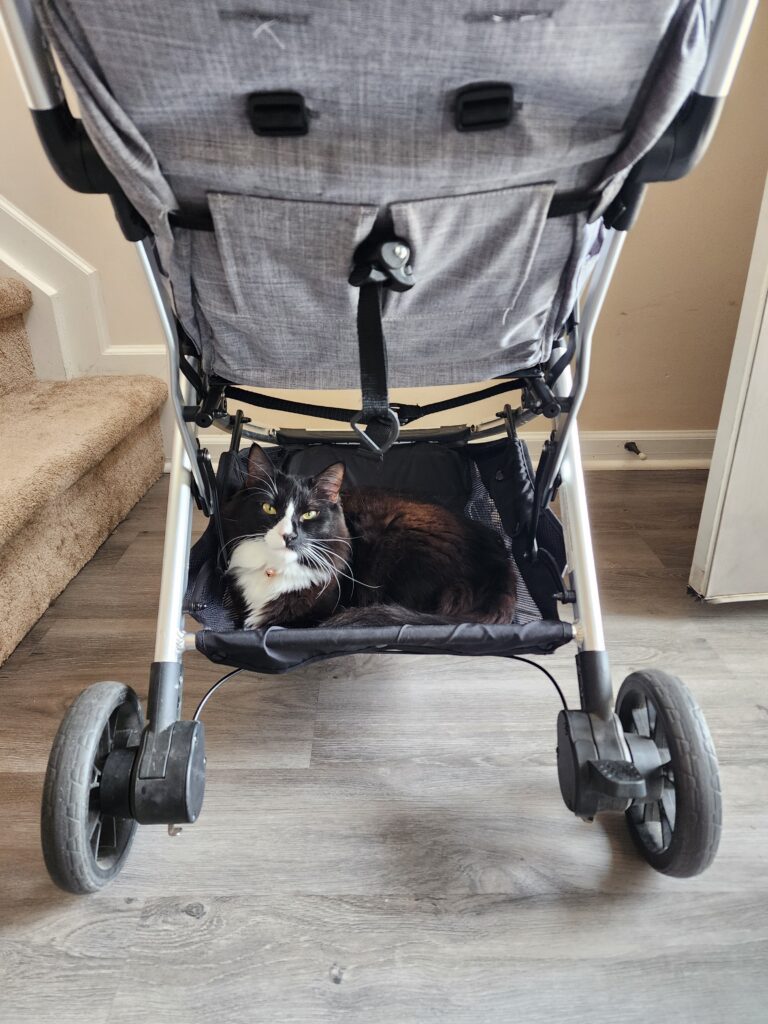 a black and white fluffy tuxedo cat sits in the basket beneath a stroller, seen from behind the stroller